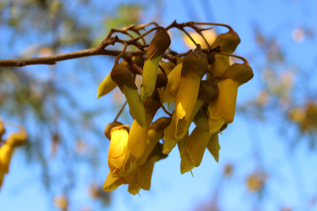 Sophora fulvida (3).jpg